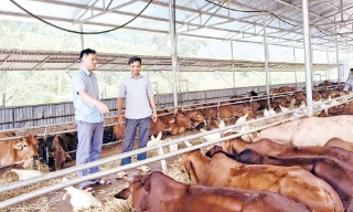 Xã Sơn Động: Đổi mới sản xuất, tạo sinh kế bền vững